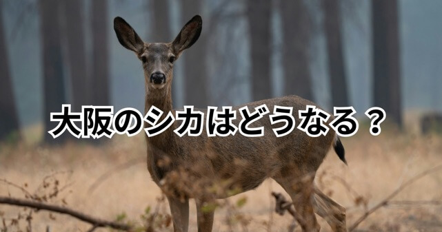 奈良公園のシカはなぜ大阪へ？天然記念物から外れる理由と今後どうなるか解説