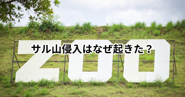 パンチくんサル山侵入はなぜ起きた？ミームコイン宣伝目的との情報も