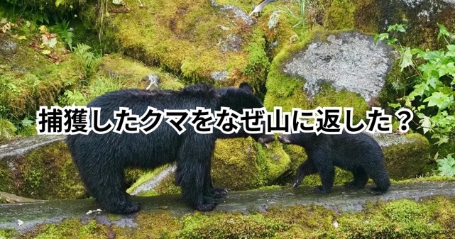 捕獲したクマをなぜ山に返した？兵庫・多可町の対応や「錯誤捕獲」のルールを解説
