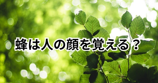 蜂は人の顔を覚える？復讐や仲間に情報共有する噂は本当か調査